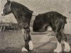 Deckhengst Royal Gartly 9844 (Clydesdale, 1892, von Mount Royal)