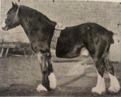 Deckhengst Royal Gartly 9844 (Clydesdale, 1892, von Mount Royal)