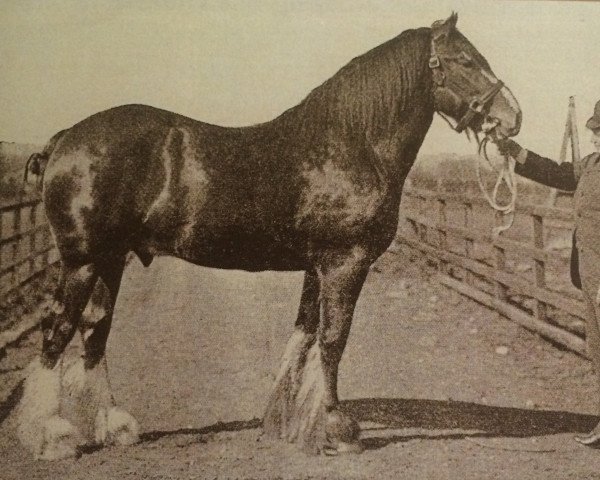 stallion Prince Alexander 8899 (Clydesdale, 1889, from Prince of Wales 673)