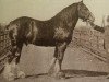 stallion Prince Alexander 8899 (Clydesdale, 1889, from Prince of Wales 673)