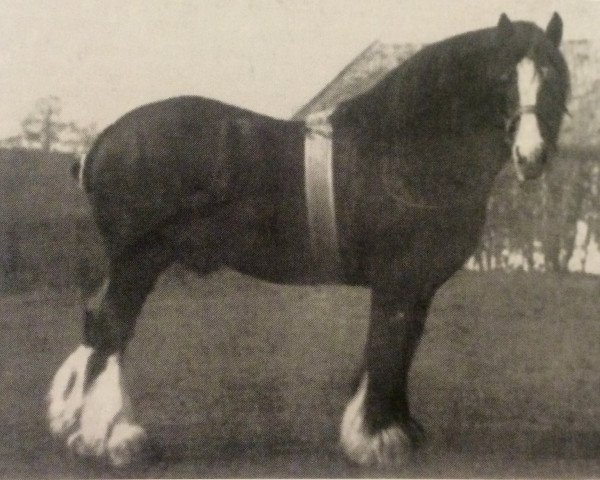 Deckhengst Flashwood 3604 (Clydesdale, 1883, von Darnley)