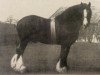 stallion Flashwood 3604 (Clydesdale, 1883, from Darnley)