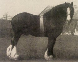 stallion Flashwood 3604 (Clydesdale, 1883, from Darnley)