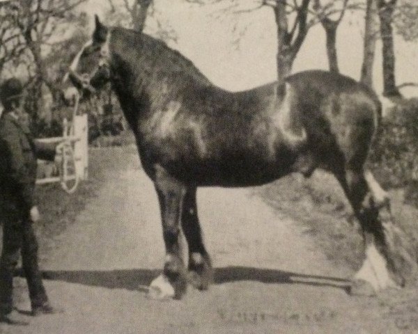 Deckhengst Prince of Kyle (Clydesdale, 1887, von Prince of Wales 673)