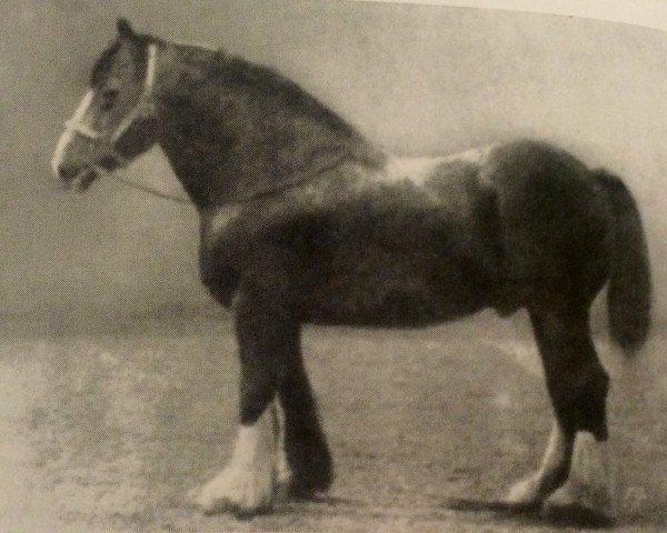 stallion Top Gallant 1850 (Clydesdale, 1877, from Darnley)