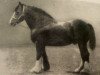 stallion Top Gallant 1850 (Clydesdale, 1877, from Darnley)
