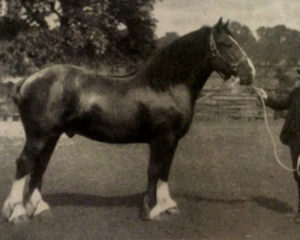stallion Prince of Carruchan (Clydesdale, 1888, from Prince of Wales 673)