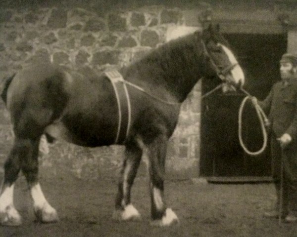 Deckhengst Prince of Albion (Clydesdale, 1886, von Prince of Wales 673)