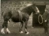 stallion Prince of Albion (Clydesdale, 1886, from Prince of Wales 673)