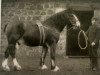 Deckhengst Prince of Albion (Clydesdale, 1886, von Prince of Wales 673)