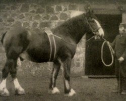 stallion Prince of Albion (Clydesdale, 1886, from Prince of Wales 673)