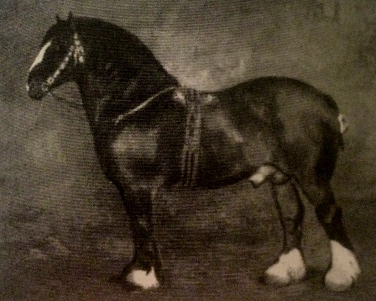 stallion Prince of Avondale (Clydesdale, 1880, from Prince of Wales 673)