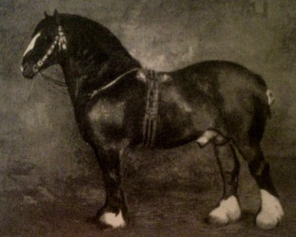 stallion Prince of Avondale (Clydesdale, 1880, from Prince of Wales 673)