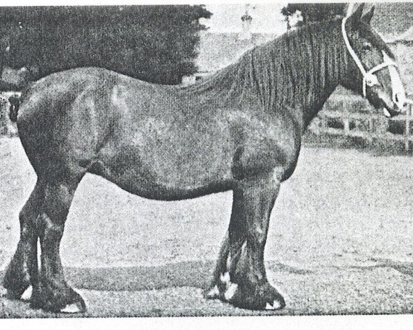 broodmare Moss Rose (Clydesdale, 1881, from Prince Charlie 634)