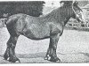 broodmare Moss Rose (Clydesdale, 1881, from Prince Charlie 634)