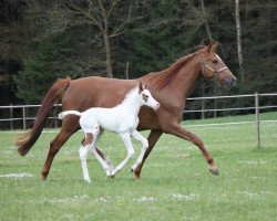 broodmare La Inocentada RW (Württemberger, 2011, from Laurel)