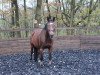 dressage horse Wellmonty (German Sport Horse, 2006, from Well done)