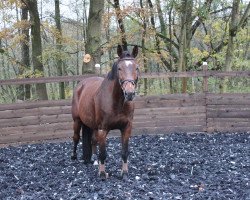 dressage horse Wellmonty (German Sport Horse, 2006, from Well done)