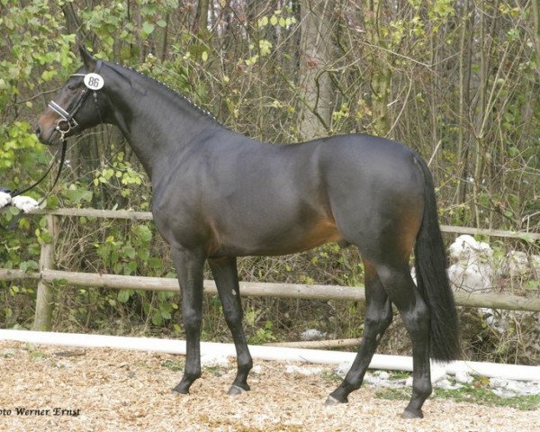 stallion Semino (Oldenburg, 2003, from Sunny-Boy)