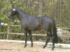 stallion Semino (Oldenburg, 2003, from Sunny-Boy)