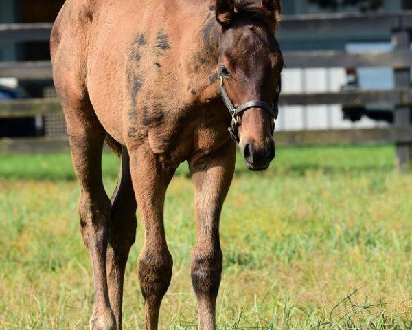 horse Malahini xx (Thoroughbred, 2017, from Curlin xx)