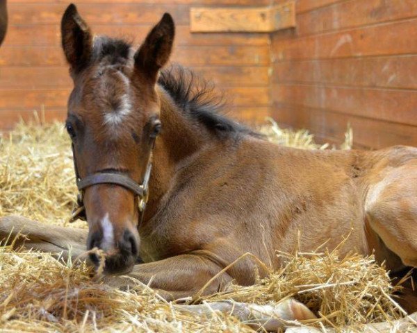 horse Vino Doro xx (Thoroughbred, 2016, from Medaglia d'Oro xx)