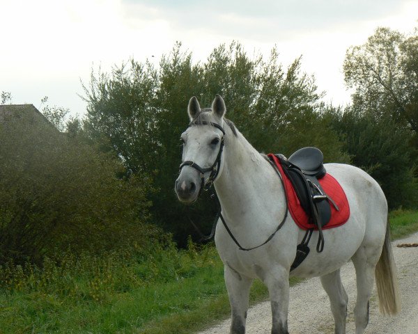 dressage horse Nevio 14 (unknown, 2003)