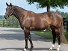 broodmare Hot Dixie Chick xx (Thoroughbred, 2007, from Dixie Union xx)