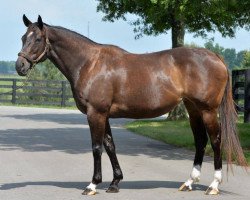 broodmare Hot Dixie Chick xx (Thoroughbred, 2007, from Dixie Union xx)