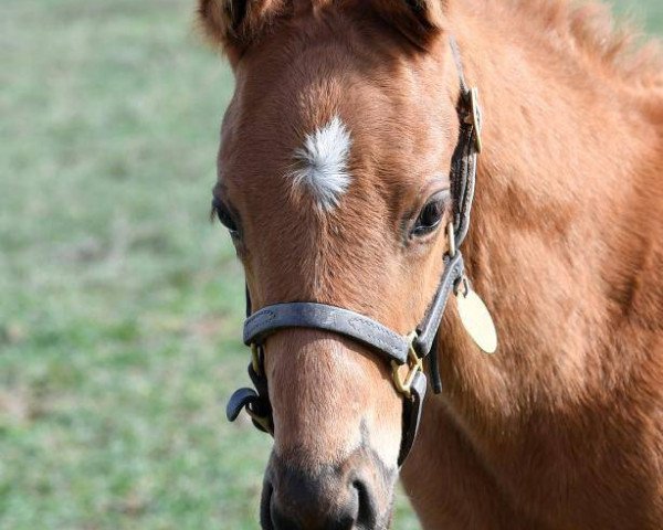 horse Hengst von Malibu Moon xx (Thoroughbred, 2017, from Malibu Moon xx)