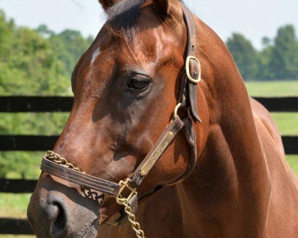 broodmare Hillaby xx (Thoroughbred, 2010, from Distorted Humor xx)