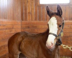 Pferd Stute von Union Rags xx (Englisches Vollblut, 2016, von Union Rags xx)