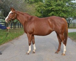 broodmare Grand Pauline xx (Thoroughbred, 2005, from Two Punch xx)