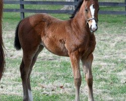 horse Spotshot xx (Thoroughbred, 2017, from Bernardini xx)