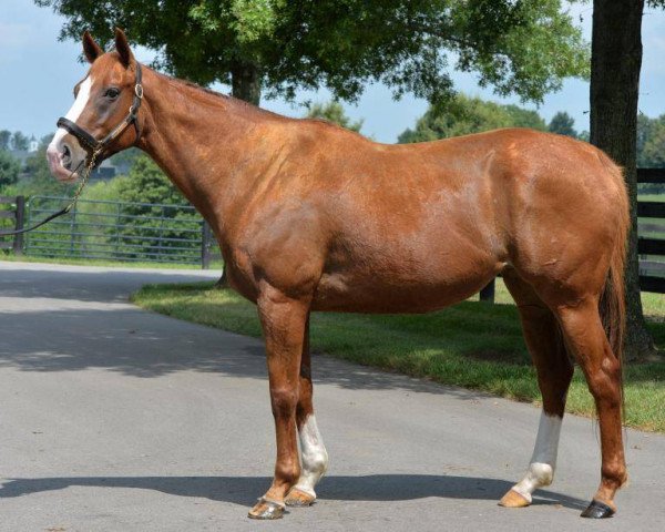 broodmare Gal About Town xx (Thoroughbred, 2010, from City Zip xx)