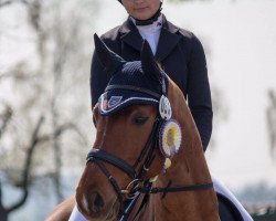 dressage horse Benedikt 33 (Hanoverian, 2009, from Belissimo NRW)