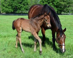 horse Stute von Astrology xx (Thoroughbred, 2017, from Astrology xx)