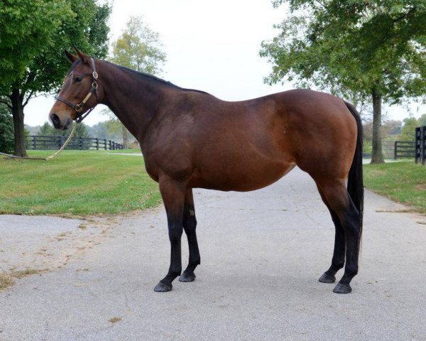 broodmare Goldfield xx (Thoroughbred, 2008, from Yes Its True xx)