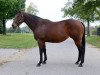 broodmare Goldfield xx (Thoroughbred, 2008, from Yes Its True xx)