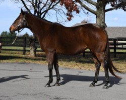 broodmare Glinda the Good xx (Thoroughbred, 2009, from Hard Spun xx)