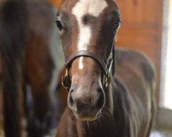 broodmare Passion Flower xx (Thoroughbred, 2016, from Tapit xx)