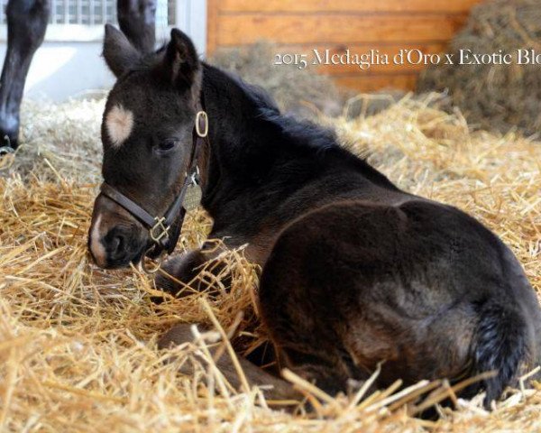 horse Stute von Medaglia d´Oro xx (Thoroughbred, 2015, from Medaglia d'Oro xx)