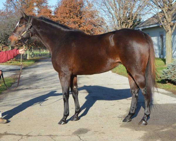 broodmare Exotic Bloom xx (Thoroughbred, 2004, from Montbrook xx)