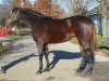 broodmare Exotic Bloom xx (Thoroughbred, 2004, from Montbrook xx)