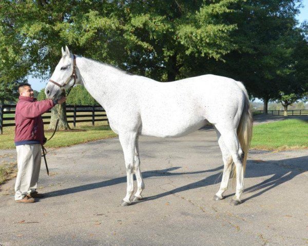 broodmare Forest Music xx (Thoroughbred, 2001, from Unbridled's Song xx)