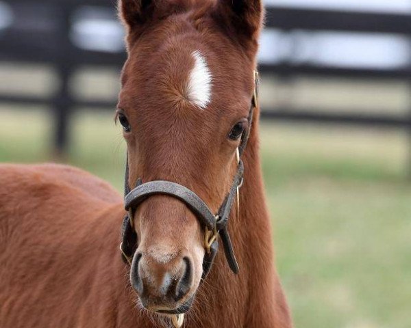 Pferd Extraordinary xx (Englisches Vollblut, 2017, von Speightstown xx)