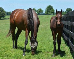 horse Locally Owned xx (Thoroughbred, 2016, from Distorted Humor xx)