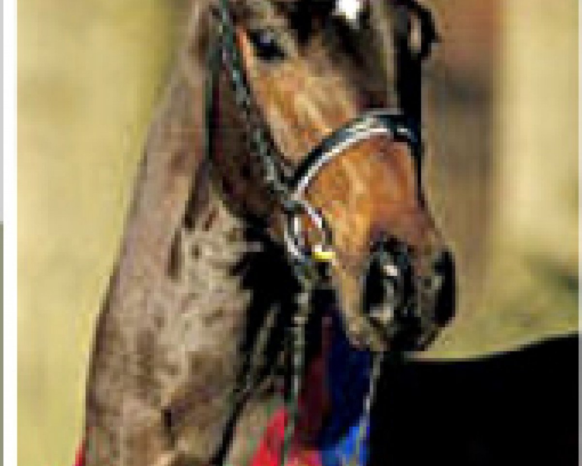 stallion Don Kennedy (Oldenburg, 2001, from Donnerhall)