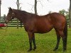 broodmare Dream Rush xx (Thoroughbred, 2004, from Wild Rush xx)