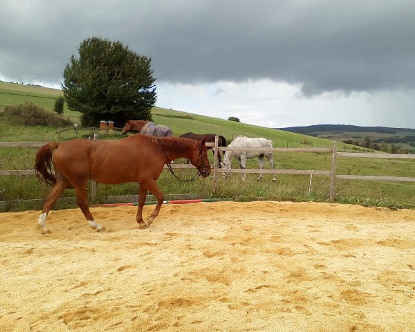 dressage horse Vitalis (Trakehner, 2003, from Gribaldi)